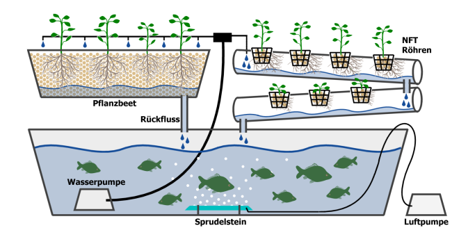 Garten-und Landschaftsbau: Aquaponik im Eigenbau ...