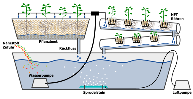 Hydroponik-Schema